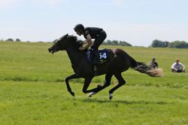 Lot  54 TIG2306Tattersalls