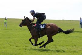 Lot  55 TIG2542Tattersalls