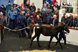 Tattersalls NNH 24 - Lot 576 Golden Horn