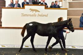 Tattersalls NNH 24 - Lot 576 Golden Horn