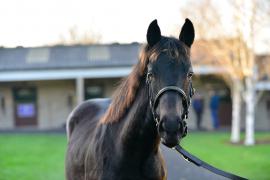 Tattersalls NNH 24 - Lot 576 Golden Horn