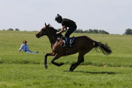 Lot  57 TIG1200Tattersalls