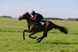 Lot  59 TIG0515Tattersalls