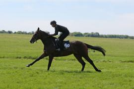 Lot  60 TIG2373Tattersalls