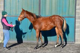 Tattersalls NNH 24 - Lot 619 Crystal Ocean