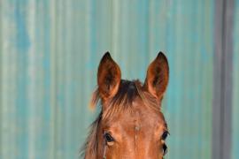 Tattersalls NNH 24 - Lot  619 Crystal Ocean