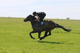 Lot  62 TIG1609Tattersalls