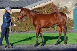 Tattersalls NNH 24 - Lot 637 Affinisea