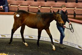 Tattersalls NNH 24 - Lot  656 Walk In The Park 