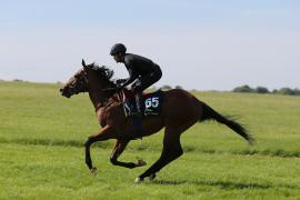 Lot  65 TIG0750Tattersalls