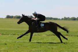 Lot  66 TIG2029Tattersalls