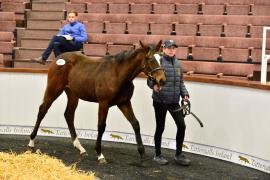 Tattersalls NNH 24 - Lot  671 Blue Bresil