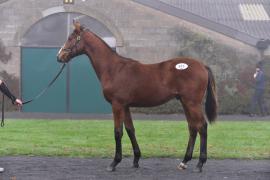 Tattersalls NNH 24 - Lot  673 No Risk At All 