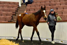 Tattersalls NNH 24 - Lot  673 No Risk At All