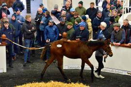 Tattersalls NNH 24 - Lot  673 No Risk At All 