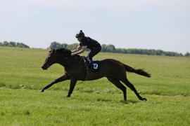 Lot  70 TIG1691Tattersalls