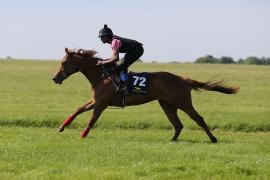 Lot  72 TIG0534Tattersalls