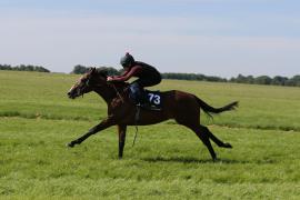 Lot  73 TIG0826Tattersalls