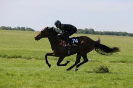 Lot  74 TIG1183Tattersalls