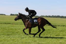 Lot  75 TIG0426Tattersalls