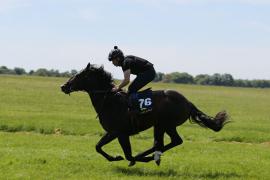 Lot  76 TIG2324Tattersalls