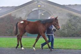 Tattersalls NNH 24 - Lot  774 Saint Des Saints