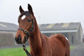 Tattersalls NNH 24 -Lot  774 Saint Des Saints 