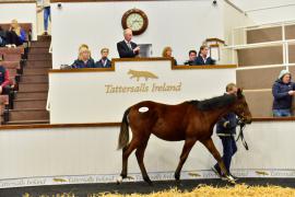 Tattersalls NNH 24 - Lot  774 Saint Des Saints