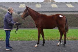 Tattersalls NNH 24 - Lot  774 Saint Des Saints