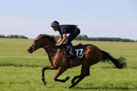 Lot  77 TIG0195Tattersalls