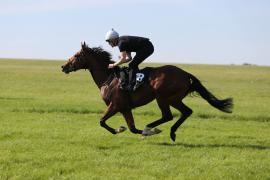 Lot  78 TIG0151Tattersalls