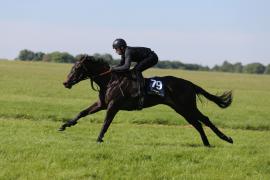 Lot  79 TIG0068Tattersalls