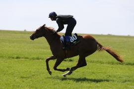 Lot  80 TIG1830Tattersalls