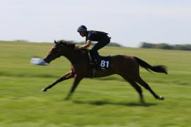 Lot  81 TIG1409Tattersalls