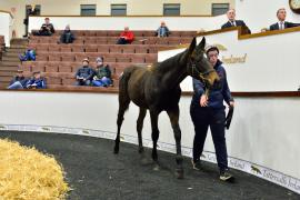 Tattersalls NNH 24 - Lot  823 Blue Bresil 