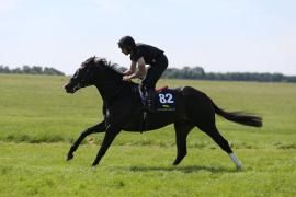 Lot  82 TIG2133Tattersalls