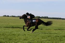 Lot  83 TIG0029Tattersalls