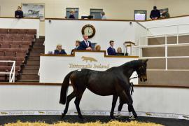 Tattersalls NNH 24 - Lot  847 Instit