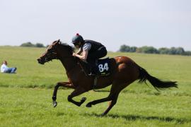 Lot  84 TIG1099Tattersalls