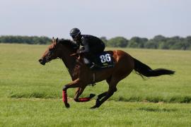 Lot  86 TIG0625Tattersalls