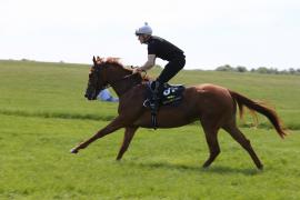 Lot  87 TIG2164Tattersalls