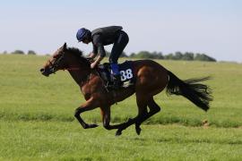 Lot  88 TIG0239Tattersalls