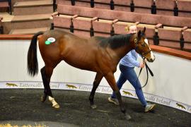 Tattersalls Sapphire Sale 24 - Lot  900 Gleneagles