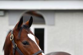 Tattersalls Sapphire Sale 24 - Lot  900 Gleneagles