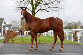 Tattersalls Sapphire Sale 24 - Lot  907A