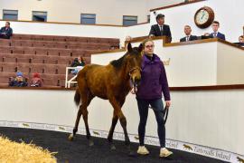 Tattersalls NNH 24 - Order Of St George Lot 90