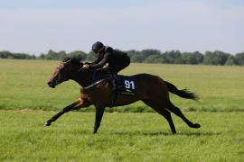 Lot  91 TIG0759Tattersalls