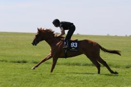 Lot  93 TIG0991Tattersalls