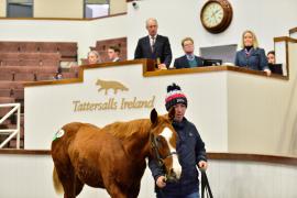 Tattersalls Sapphire Sale 24 -Lot  955 Space Traveller 