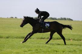 Lot  95 TIG0689Tattersalls